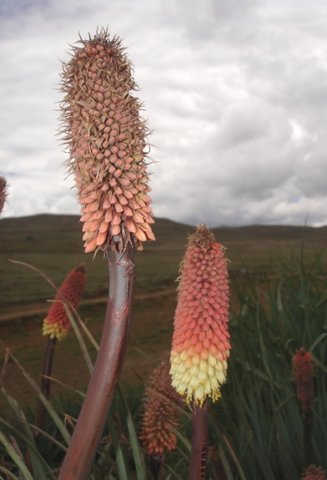 Kniphofia caulescens hairy when budding